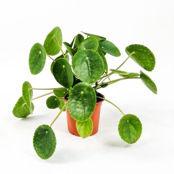 Pilea Peperomioides Çin Para Bitkisi