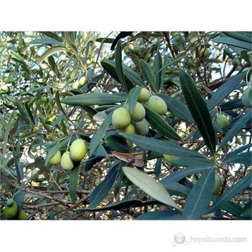 Plantistanbul Domat Tüplü Zeytin Fidanı
