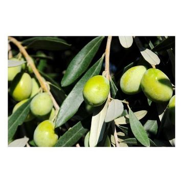 Plantistanbul Domat Tüplü Zeytin Fidanı