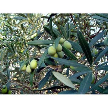 Plantistanbul Domat Tüplü Zeytin Fidanı
