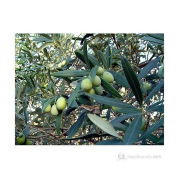 Plantistanbul Domat Tüplü Zeytin Fidanı