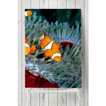 Postermanya Balık Hayvan 30x40 cm Poster