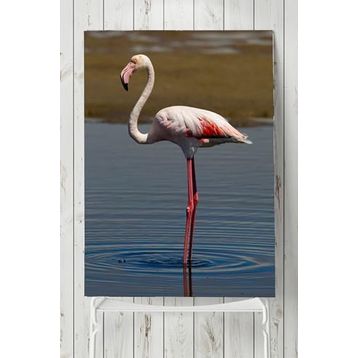 Postermanya Flamingo Hayvan 30x40 cm Poster