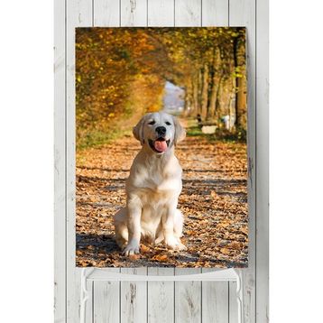 Postermanya Golden Retriever Hayvan 40x60 cm Poster