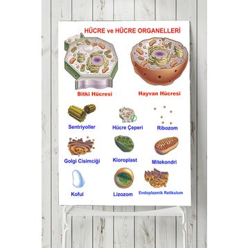 Postermanya Hücre Eğitim 40x60 cm Poster