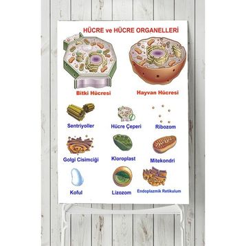 Postermanya Hücre Eğitim 80x115 cm Poster