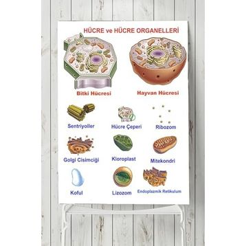 Postermanya Hücre Eğitim 90x130 cm Poster