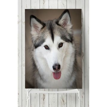 Postermanya Husky Hayvan 50x70 cm Poster