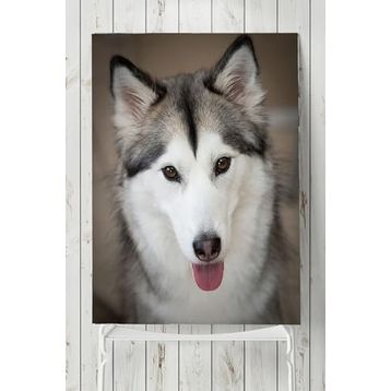 Postermanya Husky Hayvan 60x90 cm Poster