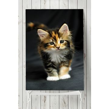 Postermanya Kedi Hayvan 2 50x70 cm Poster