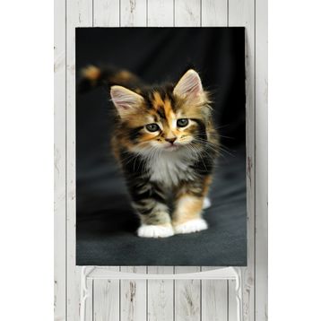 Postermanya Kedi Hayvan 2 60x90 cm Poster