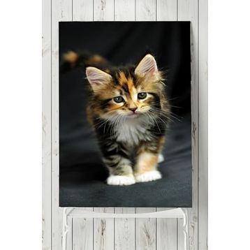 Postermanya Kedi Hayvan 2 60x90 cm Poster