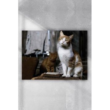Postermanya Kedi Hayvan 6 80x115 cm Poster