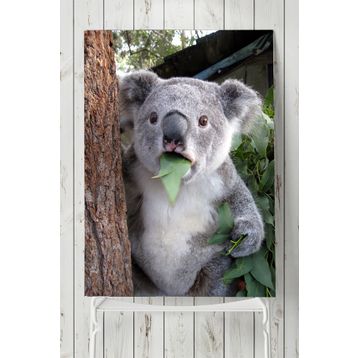Postermanya Koala Hayvan 70x100 cm Poster