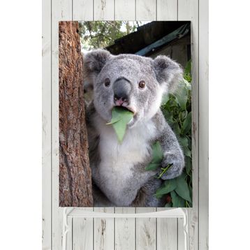 Postermanya Koala Hayvan 70x100 cm Poster