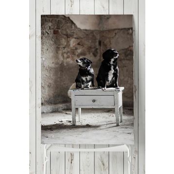 Postermanya Köpek Hayvan 30x40 cm Poster