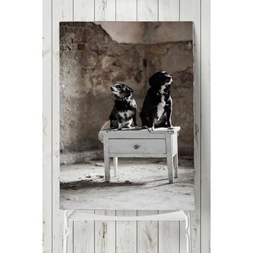 Postermanya Köpek Hayvan 30x40 cm Poster