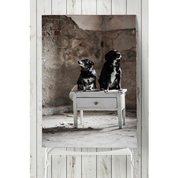 Postermanya Köpek Hayvan 60x90 cm Poster