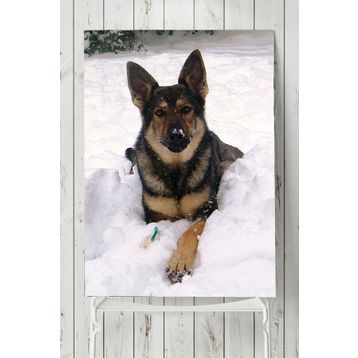 Postermanya Kurt Köpeği Hayvan 30x40 cm Poster