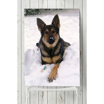 Postermanya Kurt Köpeği Hayvan 40x60 cm Poster