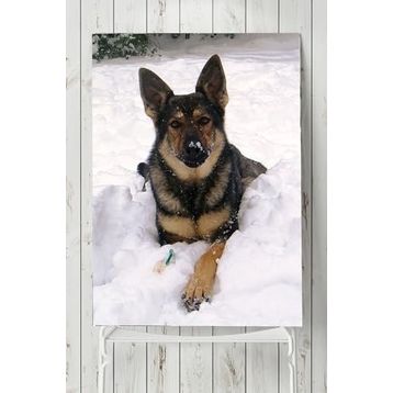 Postermanya Kurt Köpeği Hayvan 40x60 cm Poster