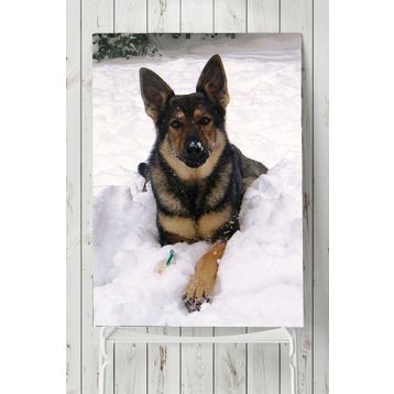 Postermanya Kurt Köpeği Hayvan 60x90 cm Poster