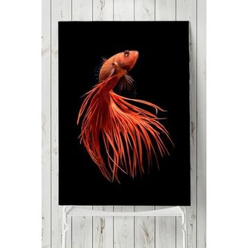 Postermanya Sanatsal Balık Hayvan 3 60x90 cm Poster