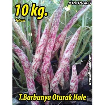 Rem Seeds 10kg Oturak Hale Barbunya Tohumu