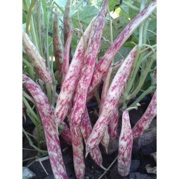 Rem Seeds 10kg Oturak Hale Barbunya Tohumu