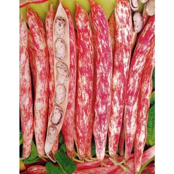 Rem Seeds 10kg Sırık Defne Barbunya Tohumu