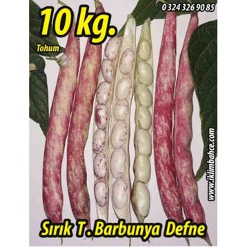Rem Seeds 10kg Sırık Defne Barbunya Tohumu