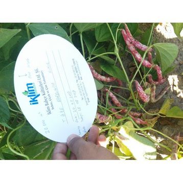 Rem Seeds 10kg Sırık Defne Barbunya Tohumu