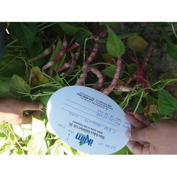 Rem Seeds 10kg Sırık Defne Barbunya Tohumu