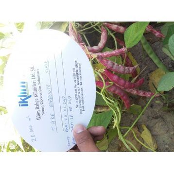 Rem Seeds 10kg Sırık Defne Barbunya Tohumu