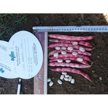 Rem Seeds 10kg Sırık Defne Barbunya Tohumu