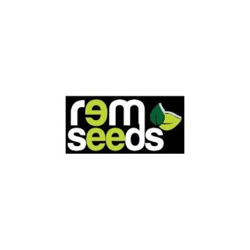 Rem Seeds 1kg Fesleğen Yeşil Renk Reyhan Tohumu