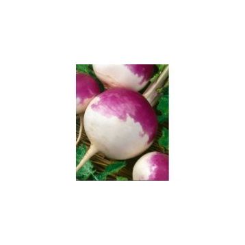 Rem Seeds 1kg Yem Şalgamı Tohumu