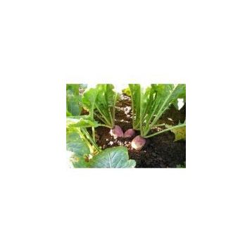 Rem Seeds 1kg Yem Şalgamı Tohumu