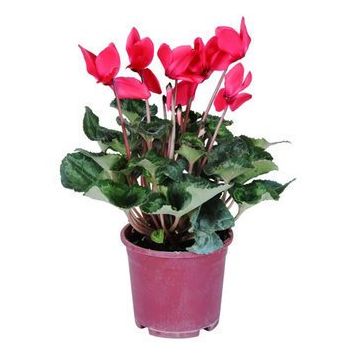 Reyondan Cyclamen Tavşan Kulağı