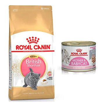 Royal Canin British Shorthair Kitten Yavru 2 kg Kedi Maması + Royal Canin Mother 195 gr & Baby Konserve