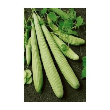 Royaleks 10 gr Acur Tohumu