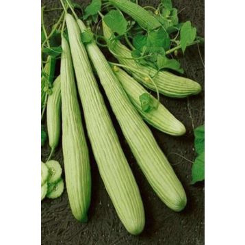 Royaleks 10 gr Acur Tohumu