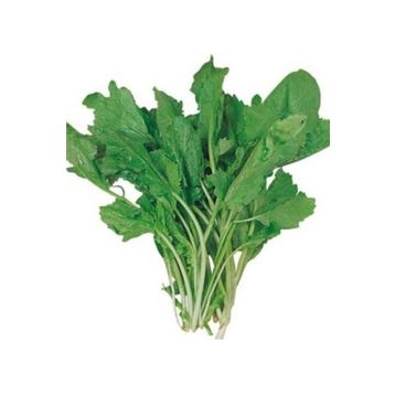 Royaleks 10 gr Tere Tohumu