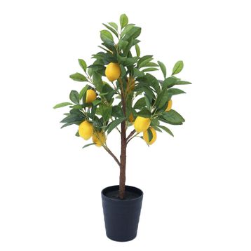 Rüzgarbotanik 80 cm 100 cm Yediveren Limon Fidanı