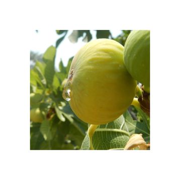 Rüzgarbotanik Bursa Beyazı İncir 2 Yaşında 40 cm 60 cm Fidan