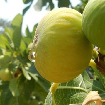 Rüzgarbotanik Bursa Beyazı İncir 2 Yaşında 40 cm 60 cm Fidan