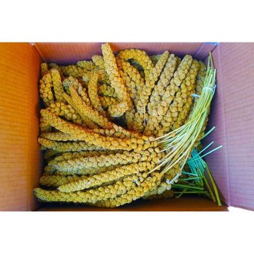 Sarı 250 gr Dal Darı