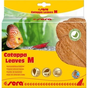 Sera 18 cm 10 Yaprak M Catappya Yaprağı