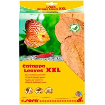 Sera 32 cm XXL Catappa Yaprağı