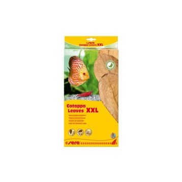Sera 32 cm XXL Catappa Yaprağı
